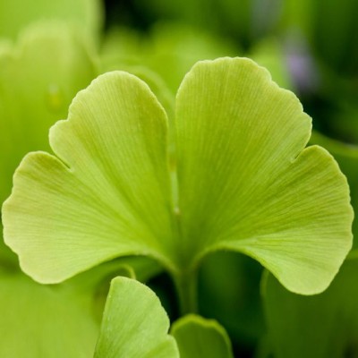 Ginkgo biloba: Φυσικό ενισχυτικό μνήμης